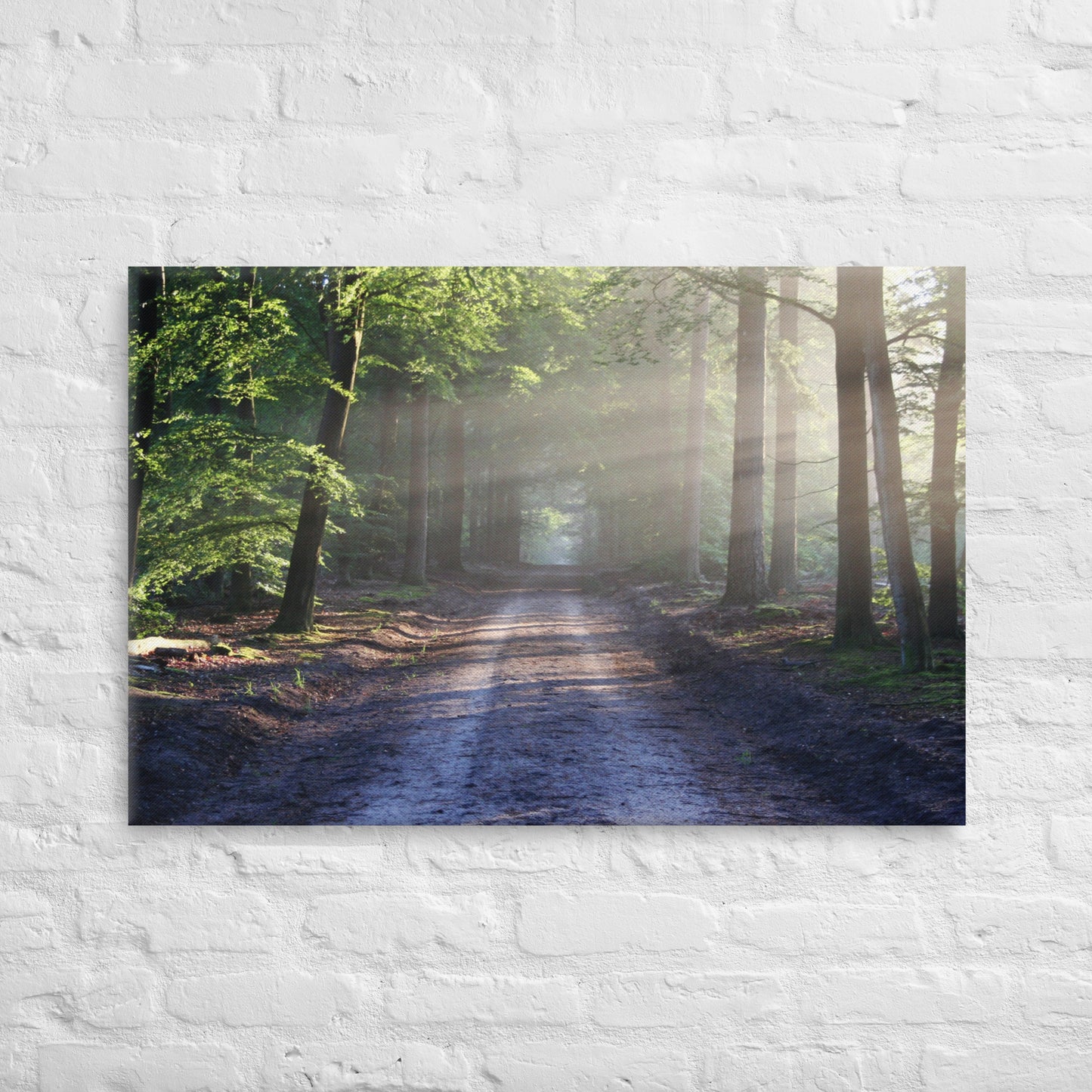 Path Through Woods Canvas