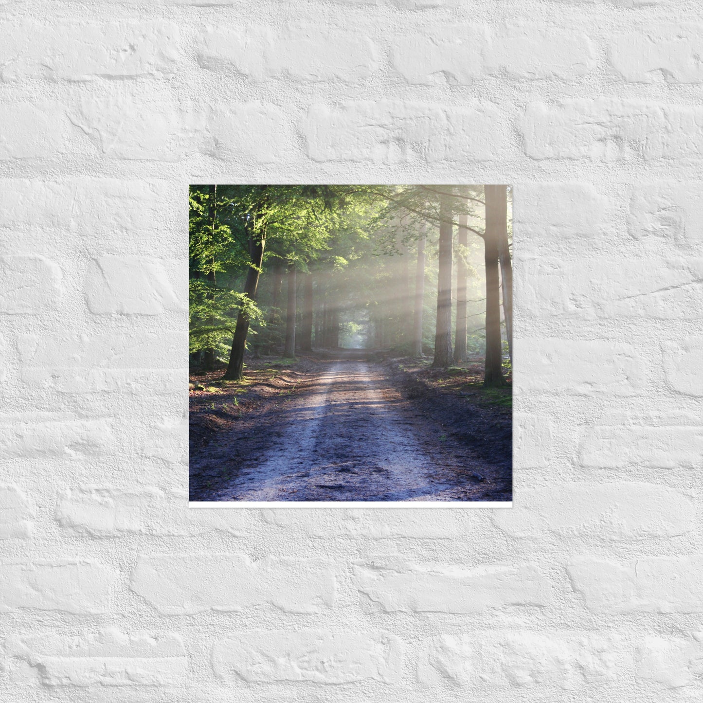 Path Through Woods Poster