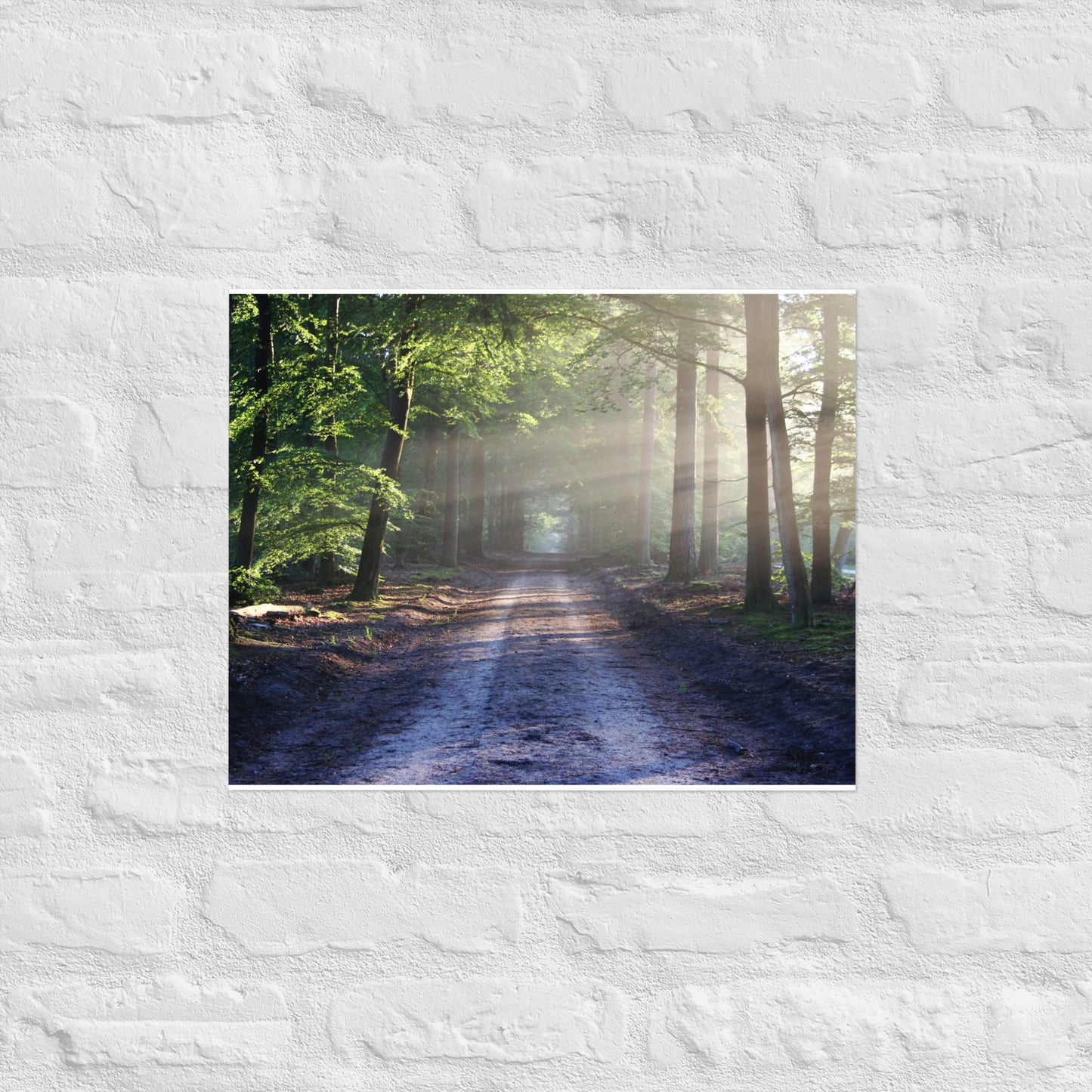 Path Through Woods Poster